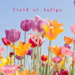 图标图片“Field of Tulips Theme +HOME”