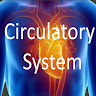 Cardiovascular system anatomy