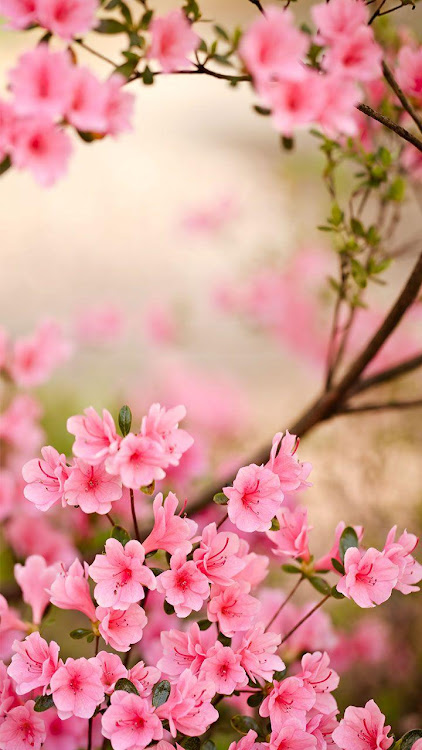 Spring Flowers Live Wallpaper - 8.0 - (Android)