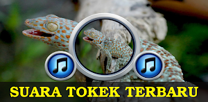 Suara Tokek Mp3 Offline Latest Version For Android Download Apk