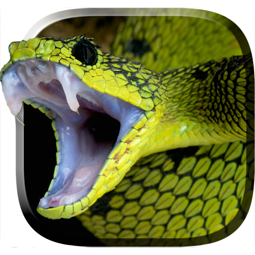 Snake Live Wallpaper Apps On Google Play