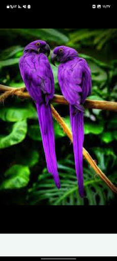 birds wallpapers Screen 2