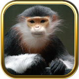 Monkey Puzzles icon