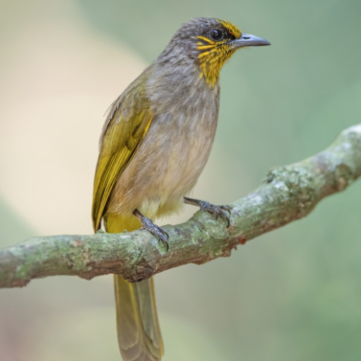 Stripe-throated bulbul calls logo