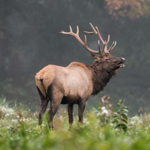 elk sounds logo