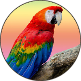 Parrot Sounds & Ringtones icon