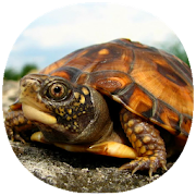 How to Take Care of a Pet Turtle (Guide)