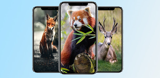 Exotic Wild Animal Wallpapers