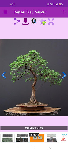 Bonsai Tree Gallery Screen 3