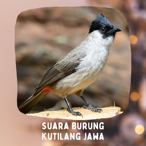 Suara Burung Kutilang Jawa logo