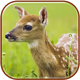 Deer  HD Wallpapers icon