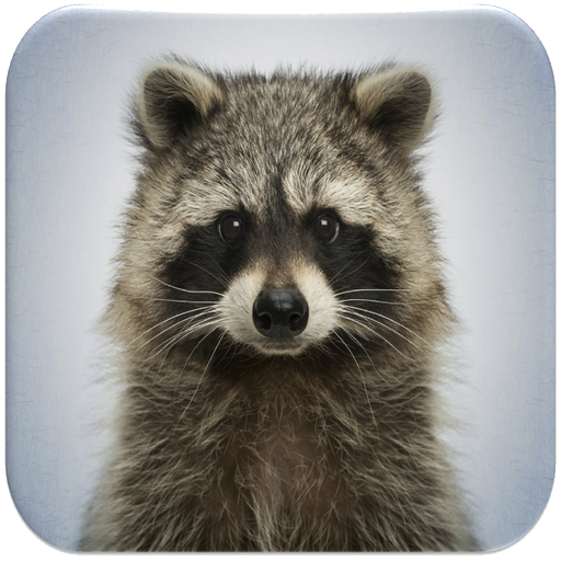 Raccoon Sounds 4.2.8 Icon