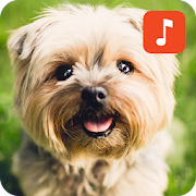 Top 30 Lifestyle Apps Like Dog Puppy Sounds - Best Alternatives