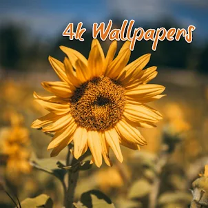 Sunflower 4k HD Wallpapers