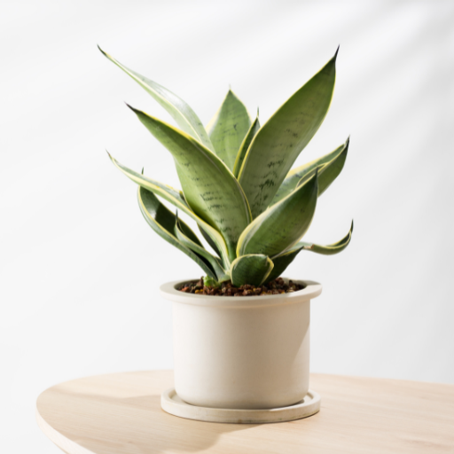 Plant Office Wallpaper Download on Windows