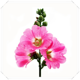 Hollyhock Flowers Connect Game icon