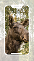 Moose Wallpapers APK スクリーンショット画像 #8