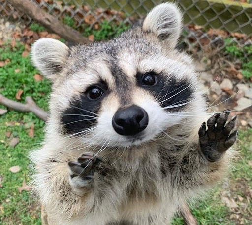 Raccoon Sounds Screen 2