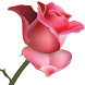 Flowers and Roses Images Wallpaper Gif 4K - Androidアプリ
