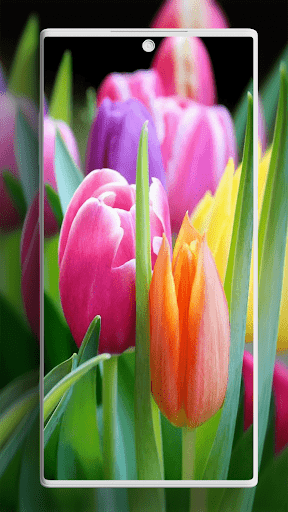 Screenshot of Tulip Wallpaper