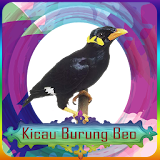 Kicau Burung Beo New icon