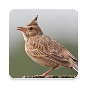Lark Bird Sound Collections ~ Sclip.app