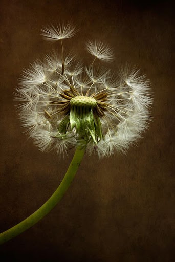 Dandelion Video Wallpaper
