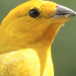 Canario Da Terra Canto Rapido