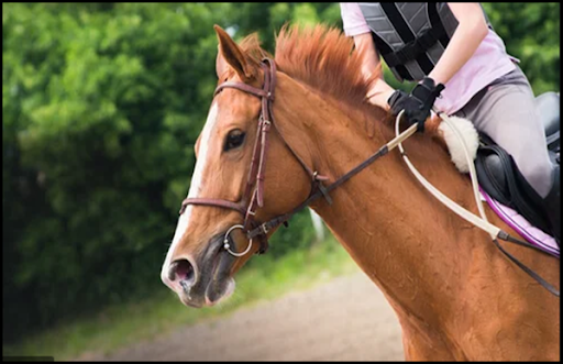 Learn to ride a horse. ??Riding course