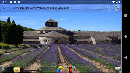 Lavender HD Flower Wallpapers and Backgrounds