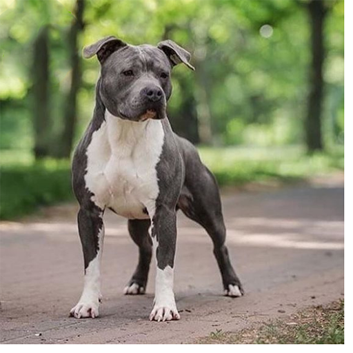 Dog Wallpapers HD 4K logo