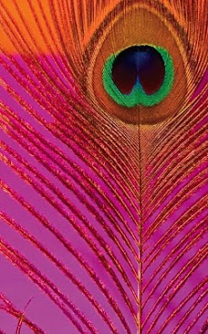 HD Peacock Feather Wallpaperのおすすめ画像2