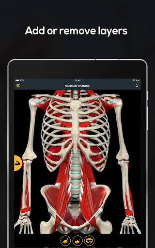 Screenshot of Anatomy by Muscle & Motion