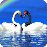 Beautiful Birds Wallpapers icon