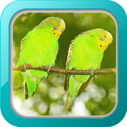 Kicau Burung Parkit  Icon