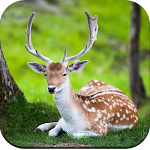 Cover Image of Download Deer Wallpaper 4K  APK