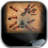 Ant Video Projector Prank icon