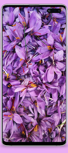 Purple wallpaper HD Screen 2