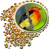 Aves do Brasil - Uirapuru icon