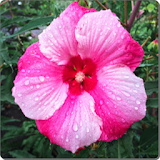 Hibiscus Flowers Onet Game icon