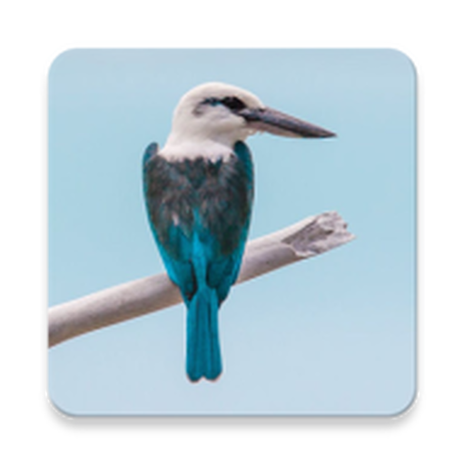 Latest Birds Eye: Bird Identification News and Guides