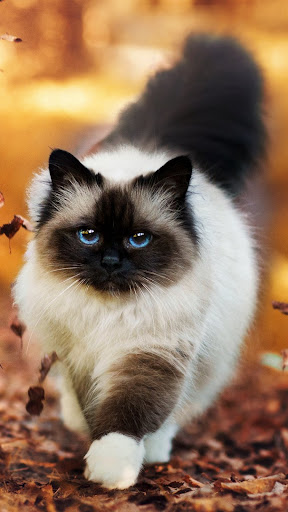 Android application Ragdoll Wallpapers screenshort