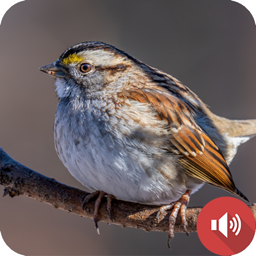 Sparrow Sounds logo