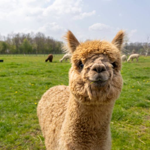 Alpaca Sounds logo