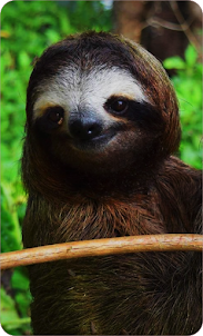 Cute Sloth Wallpaper HD