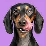 Dachshund Wallpapers || Dogs