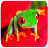 Frogs sounds icon