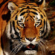 Animal Wallpapers APK