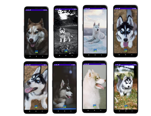 Android application Fondos de Pantalla de Perros H screenshort