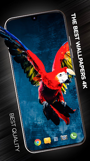 Android application Birds Wallpapers in 4K screenshort